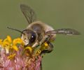 Megachile sp.